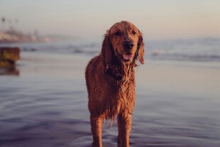 沙滩上的欢乐金毛犬