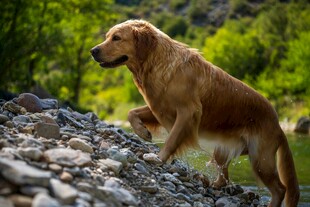 金毛犬在山间岩石上站立