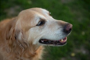 金毛犬侧头特写