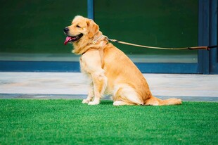 坐着的金毛犬