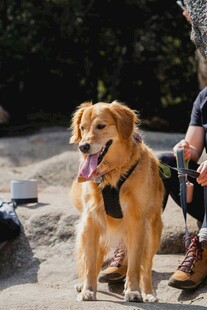 户外帅气金毛犬