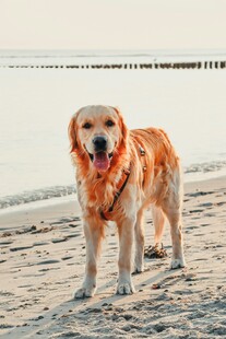 沙滩上的金毛犬