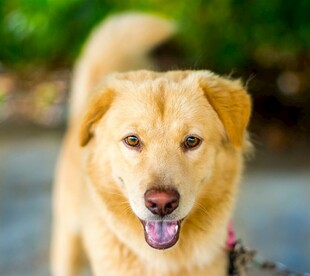 可爱金毛犬开心模样