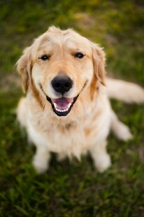 可爱金毛犬坐在绿草地上