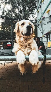 金毛犬趴在栏杆上张望