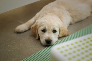 趴着的可爱小金毛犬