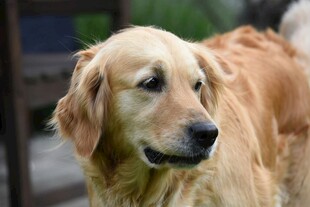 金毛犬特写