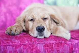 趴着的可爱金毛幼犬