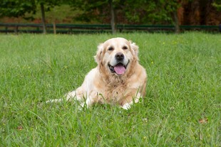 草地上的可爱金毛犬