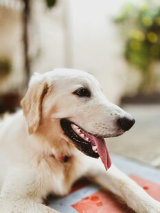 趴卧的可爱金毛犬