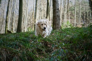 林间萌犬