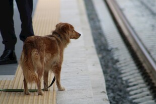 站台边等待的棕色宠物犬