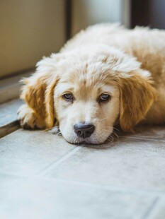 趴着的可爱金毛犬