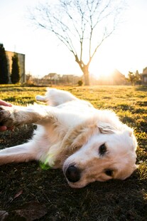 阳光下休憩的金毛犬