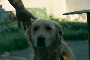 抚摸金毛犬的温馨瞬间