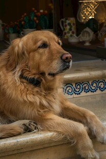 金毛犬惬意趴卧