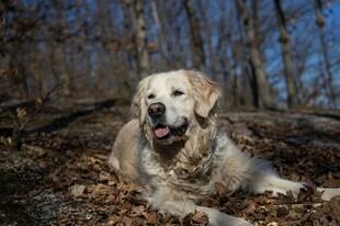 秋日林间的金毛犬