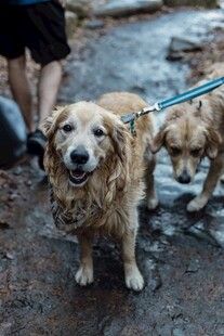 户外遛两只可爱金毛犬