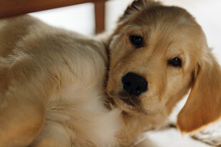 可爱金毛犬的慵懒瞬间