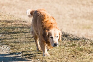漫步的金毛犬