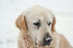 雪中金毛犬