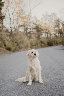 公路上的白色狗狗