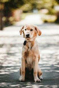 可爱拉布拉多犬安静端坐