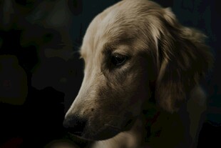 金毛犬的温柔侧颜