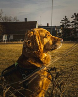 阳光下眺望的金毛犬