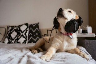 戴耳机的可爱金毛犬