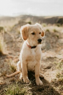 沙滩上的可爱幼犬