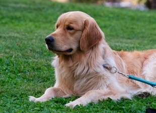 草地上休憩的金毛犬