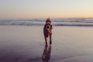 海滩上漫步的可爱狗狗