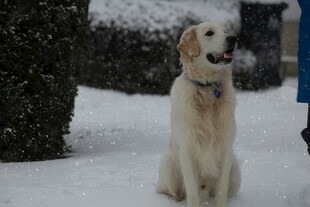 雪地中的金毛犬