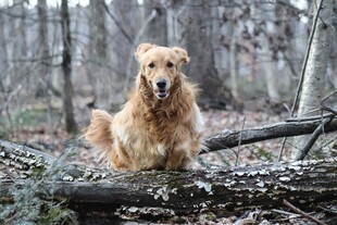林间坐立的金毛犬