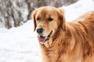雪地中的金毛犬