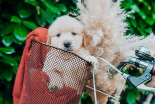 小狗搭在自行车上超可爱
