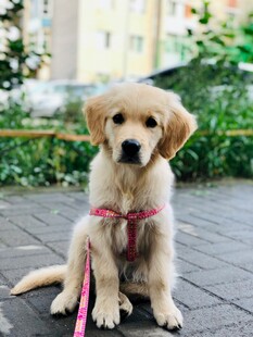 可爱金毛幼犬系粉色牵引绳
