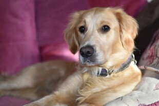 可爱金毛犬安静趴卧