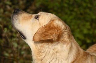仰头的黄色拉布拉多犬