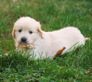 草地上的可爱金毛幼犬