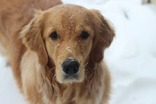雪地中的金毛犬