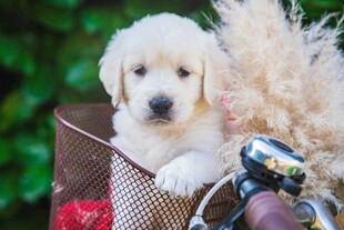篮子里的可爱小金毛犬