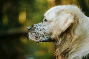 沾满泥土的金毛犬侧颜