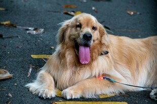 金毛犬惬意趴地吐舌