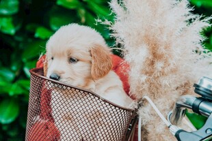 网兜中的可爱金毛幼犬