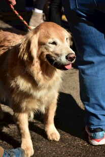 可爱金毛犬站在行人旁