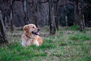 林间草地的悠闲金毛犬