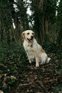林间可爱金毛犬