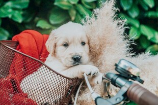 篮子里的可爱金毛幼犬